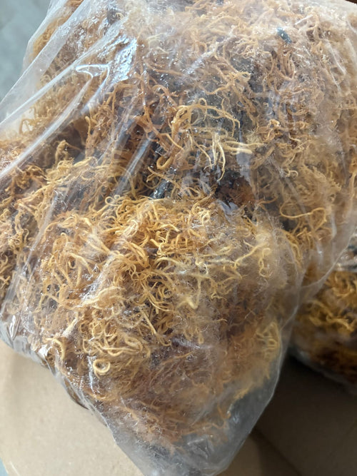 4oz. Sea Moss